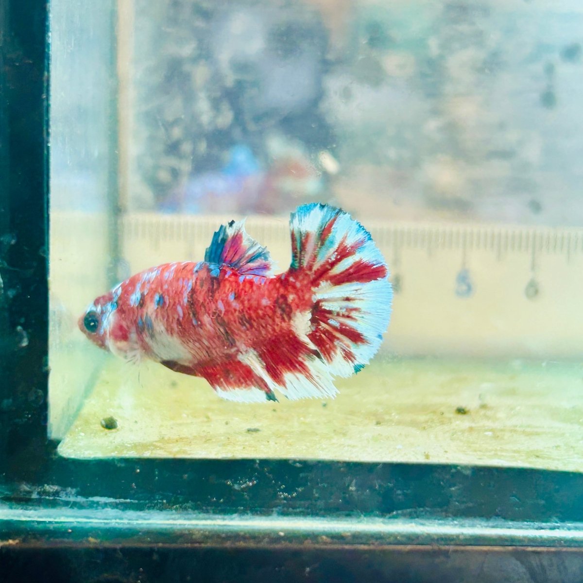 Plakat Barongsai Female Betta #184