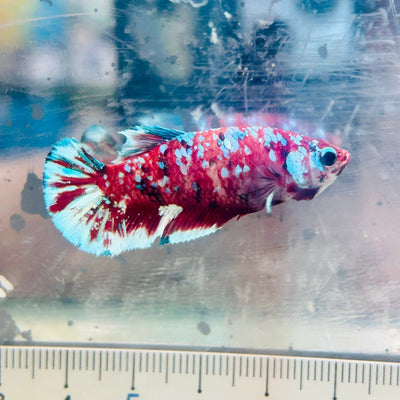 Plakat Barongsai Female Betta 184 Female betta