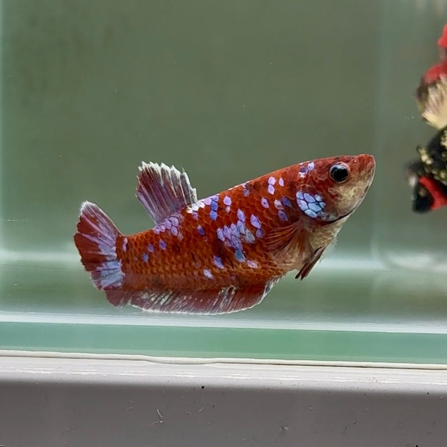 Plakat Barongsai Female Betta Au10 Female betta