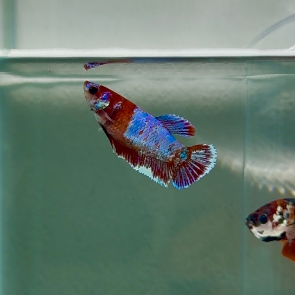 Plakat Barongsai Female Betta #Au13