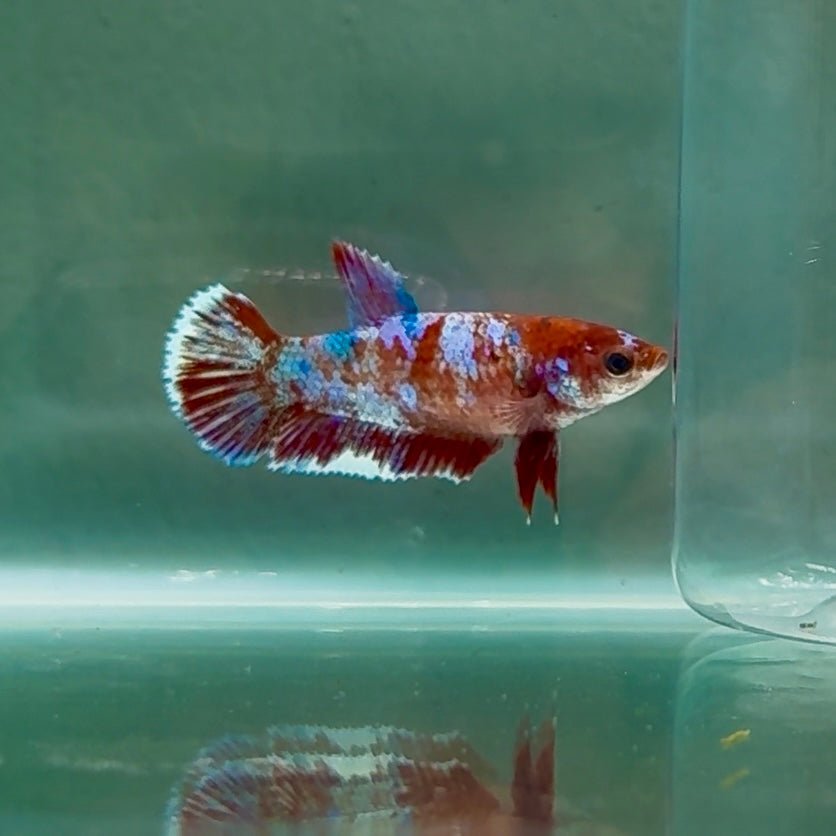 Plakat Barongsai Female Betta Au13 Female betta