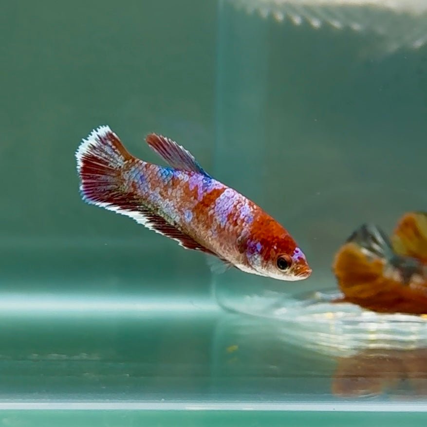 Plakat Barongsai Female Betta #Au13