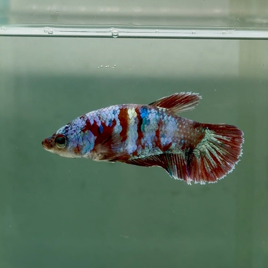 Plakat Barongsai Female Betta #Jul15