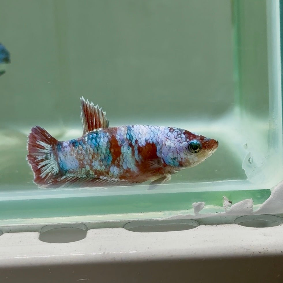 Plakat Barongsai Female Betta #Jul15