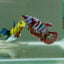 Plakat Barongsai Female Betta Jul15 Female betta