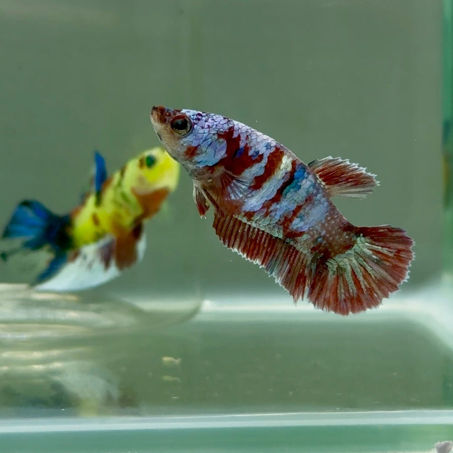 Plakat Barongsai Female Betta Jul15 Female betta