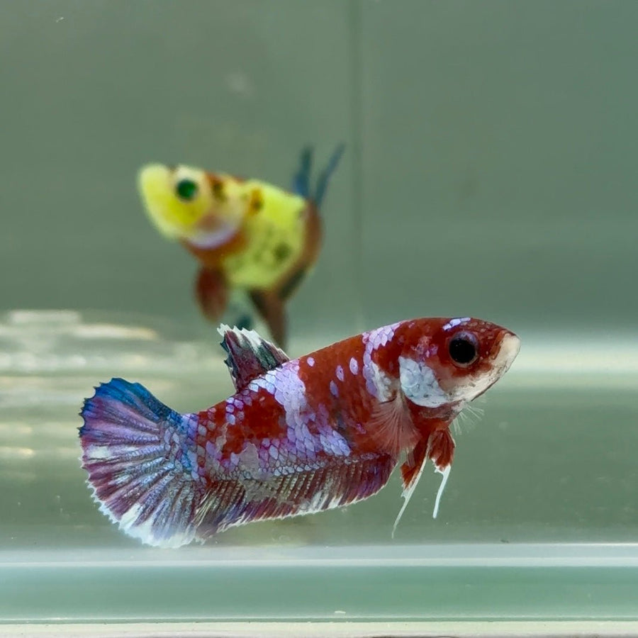 Plakat Barongsai Female Betta Jul23 Female betta