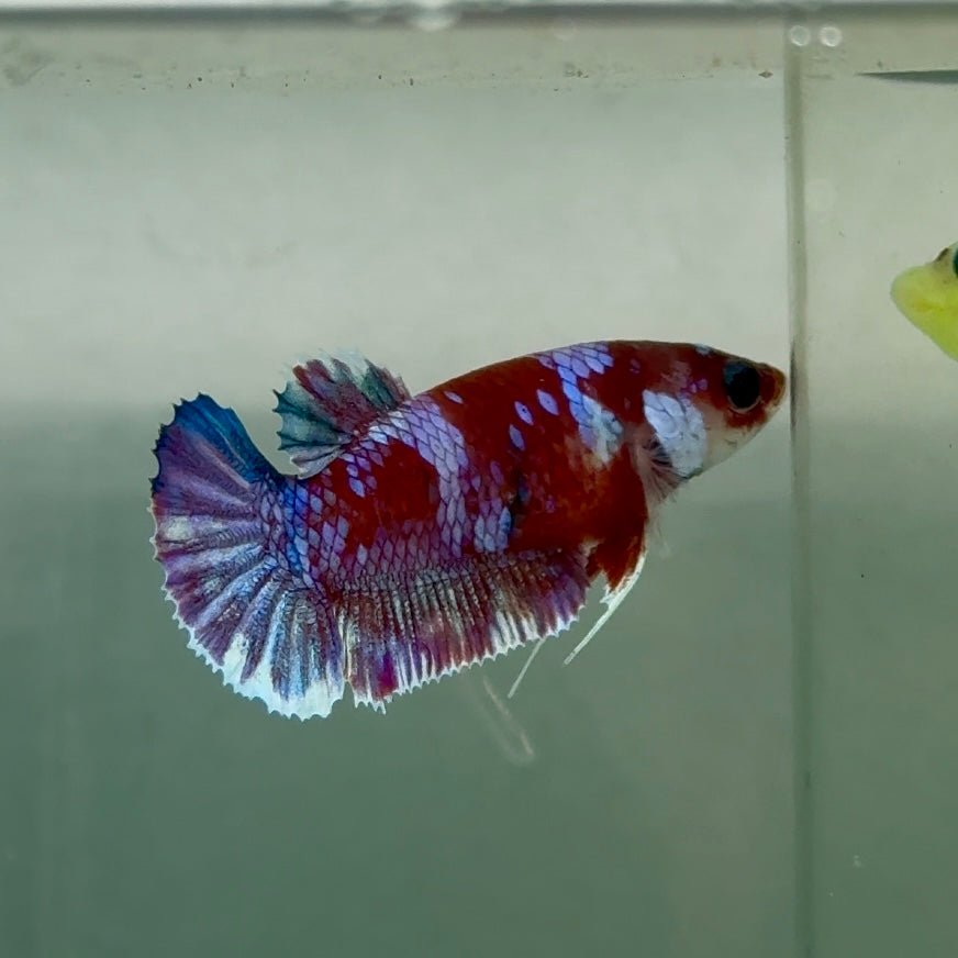 Plakat Barongsai Female Betta #Jul23