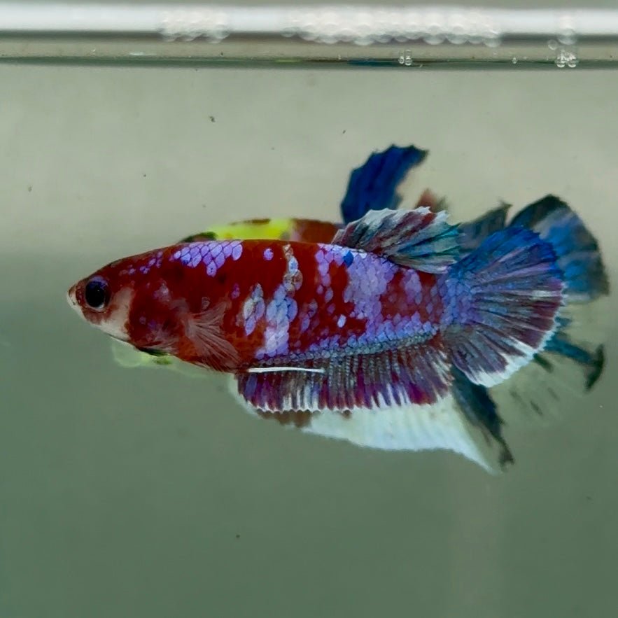 Plakat Barongsai Female Betta #Jul23