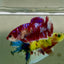 Plakat Barongsai Female Betta Jul36 Female betta