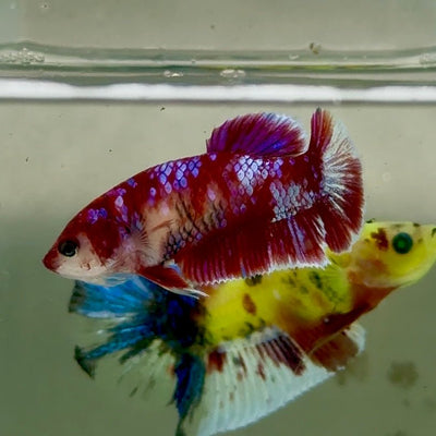 Plakat Barongsai Female Betta Jul36 Female betta