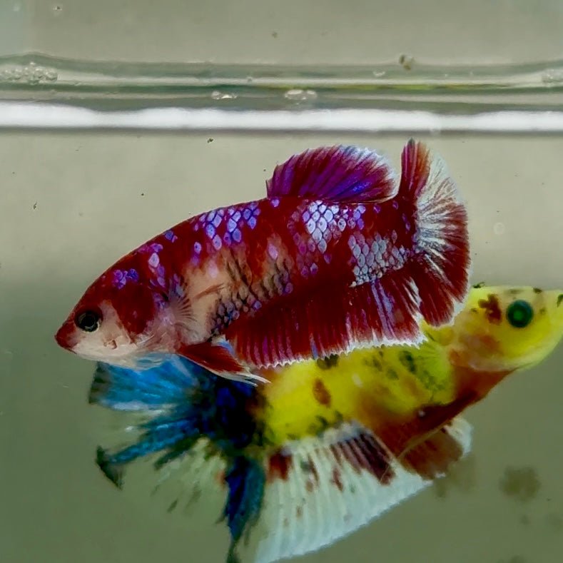 Plakat Barongsai Female Betta Jul36 Female betta