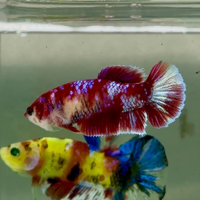 Plakat Barongsai Female Betta #Jul36