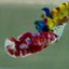 Plakat Barongsai Female Betta Jul36 Female betta
