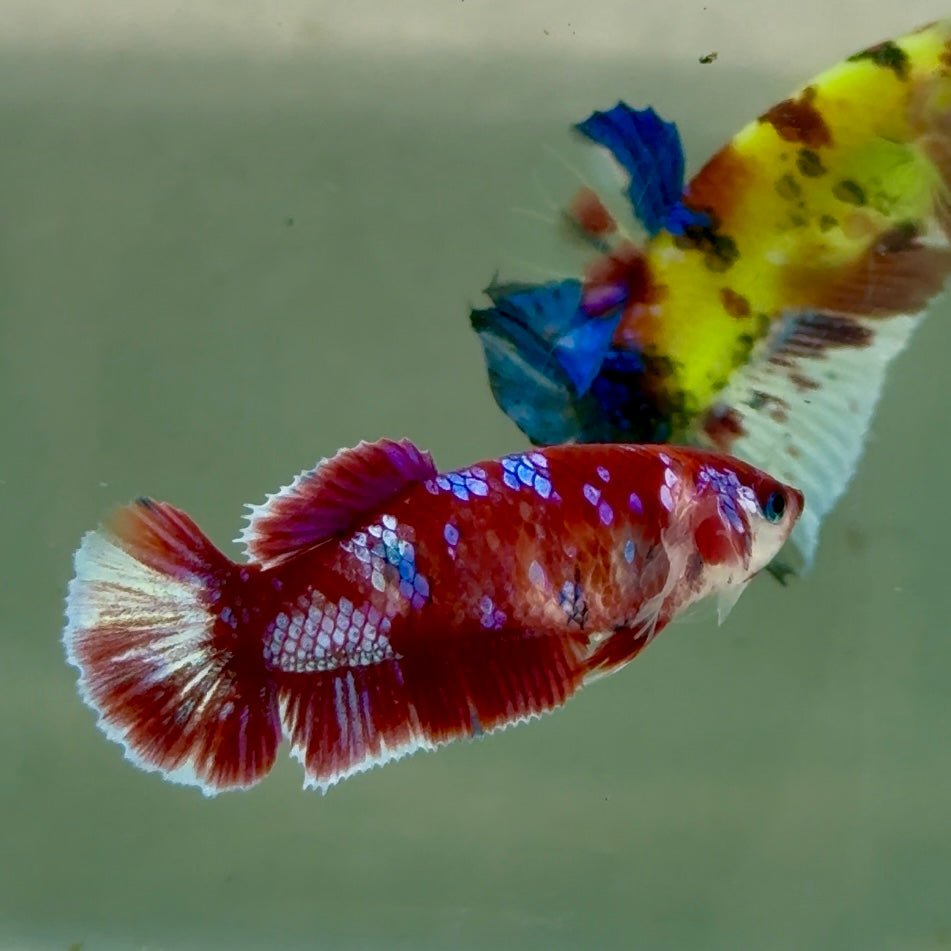 Plakat Barongsai Female Betta #Jul36