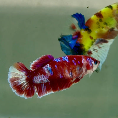 Plakat Barongsai Female Betta Jul36 Female betta