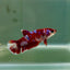 Plakat Barongsai Female Betta Jul36 Female betta