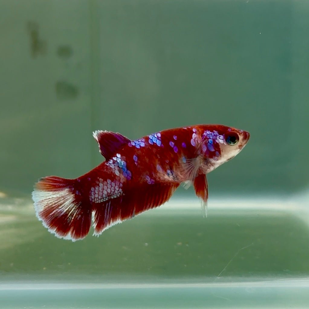 Plakat Barongsai Female Betta #Jul36