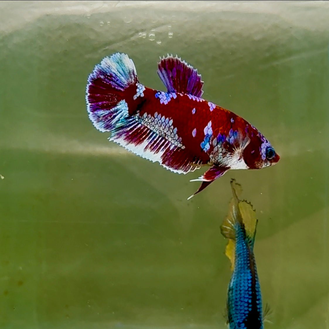 Plakat Barongsai Female Betta #Oc49