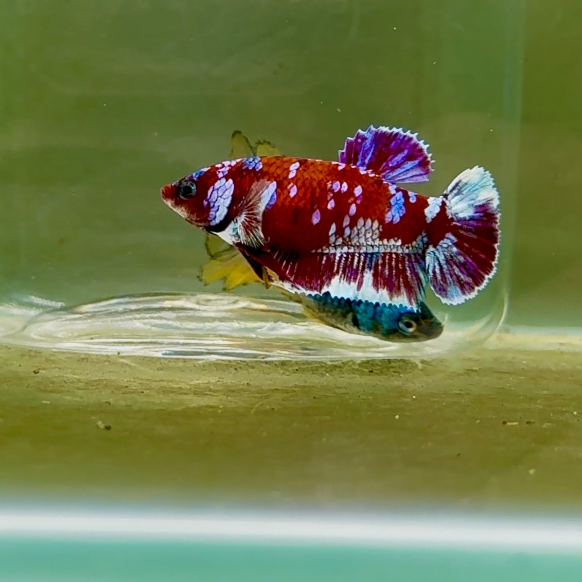 Plakat Barongsai Female Betta #Oc49