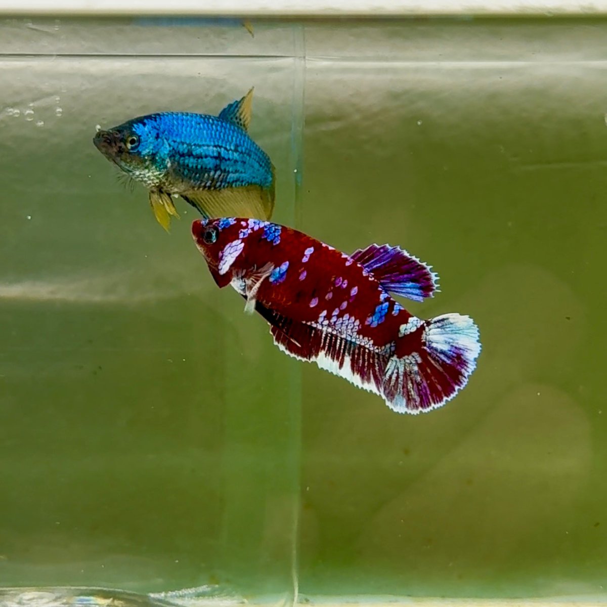 Plakat Barongsai Female Betta #Oc49
