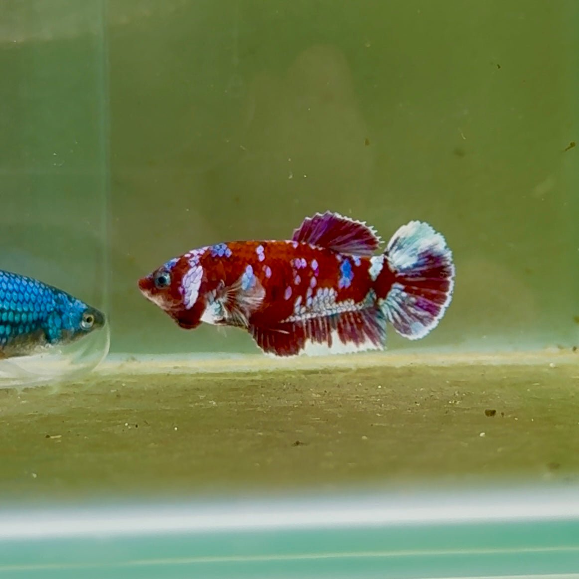 Plakat Barongsai Female Betta #Oc49