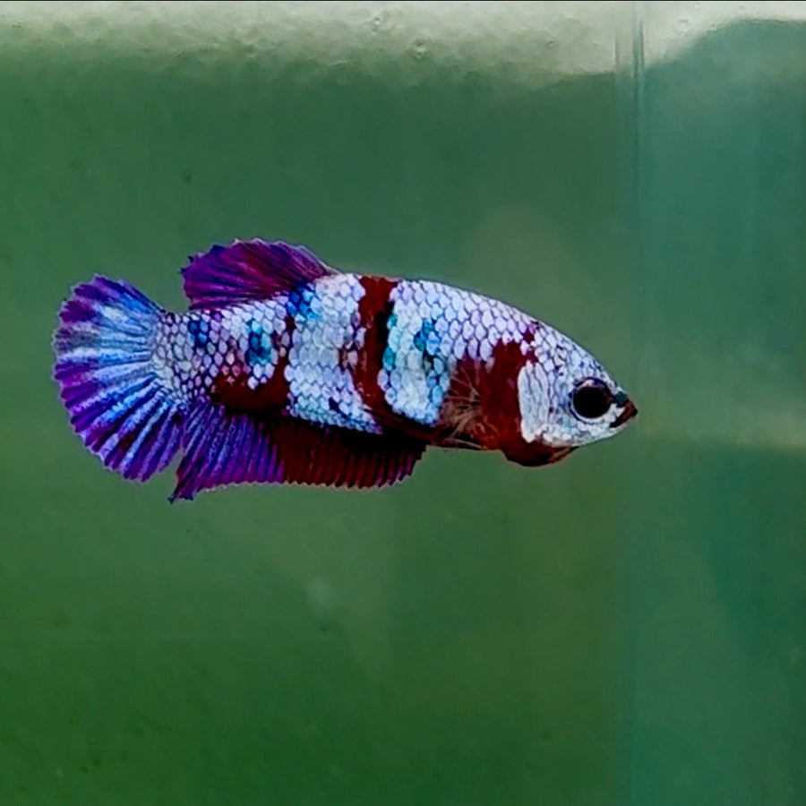 Plakat Barongsai Female Betta #Oc52 Female betta