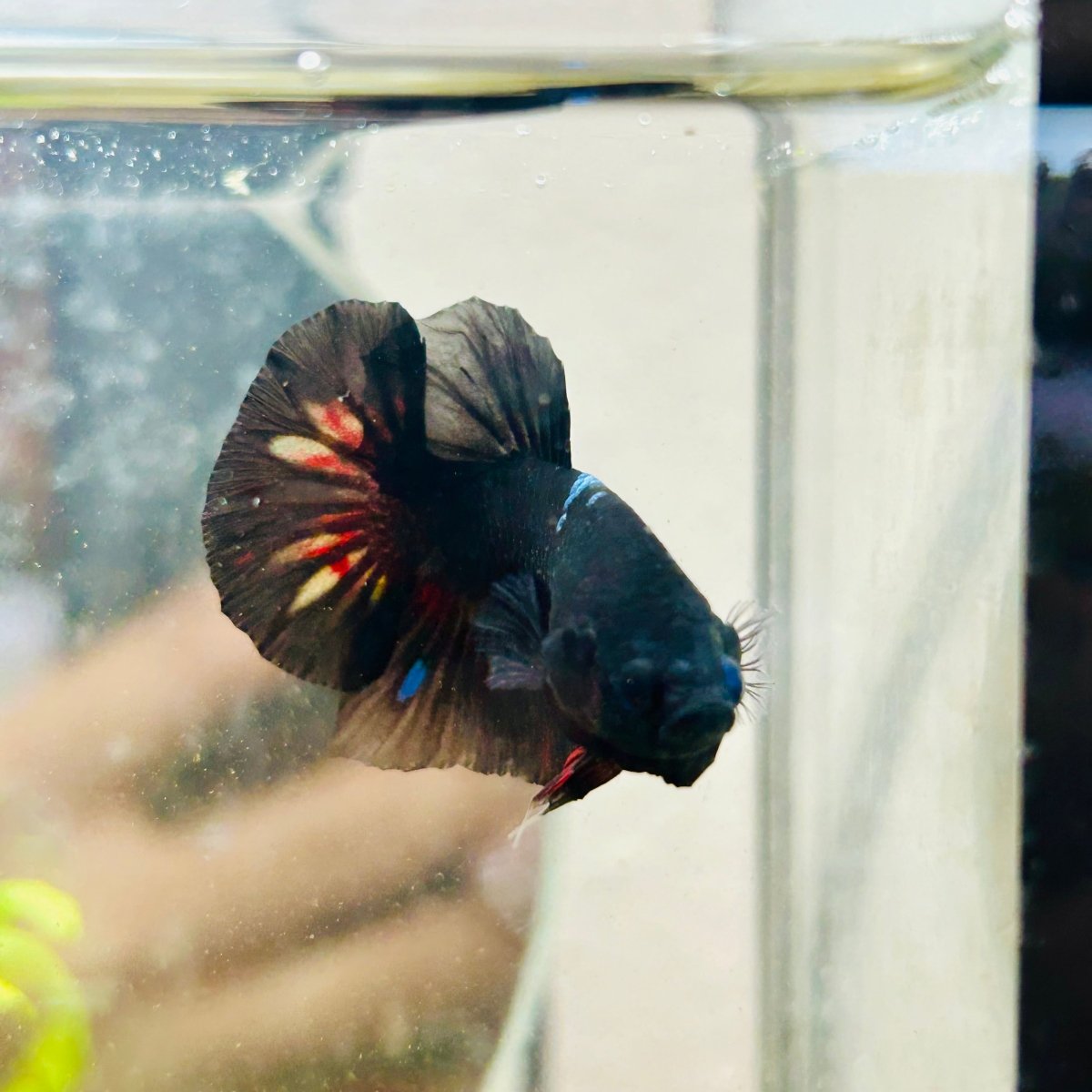 Plakat Black Avarta Male Betta A22