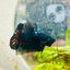 Plakat Black Avarta Male Betta A22