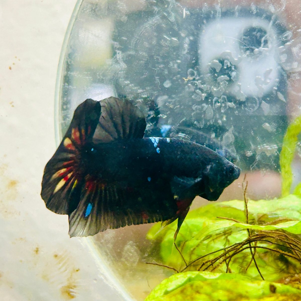 Plakat Black Avarta Male Betta A22