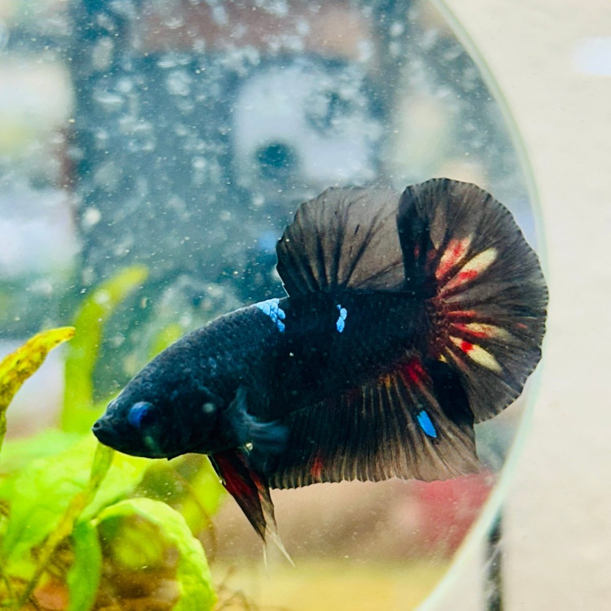 Plakat Black Avarta Male Betta A22