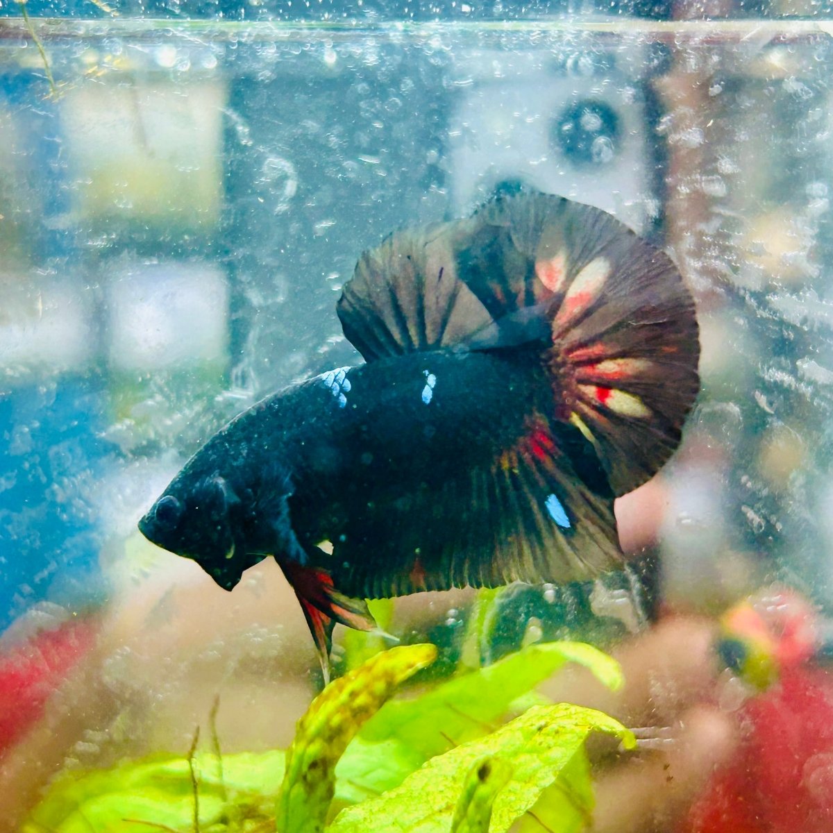 Plakat Black Avarta Male Betta A22