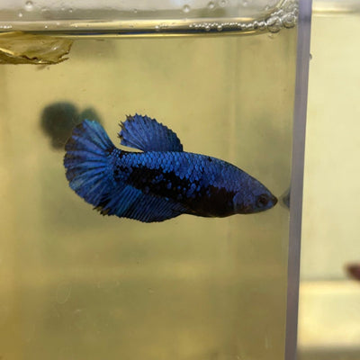 Plakat Black Blue Samurai Female Betta 091