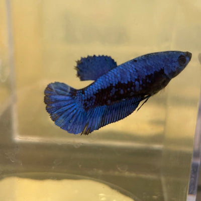 Plakat Black Blue Samurai Female Betta 091