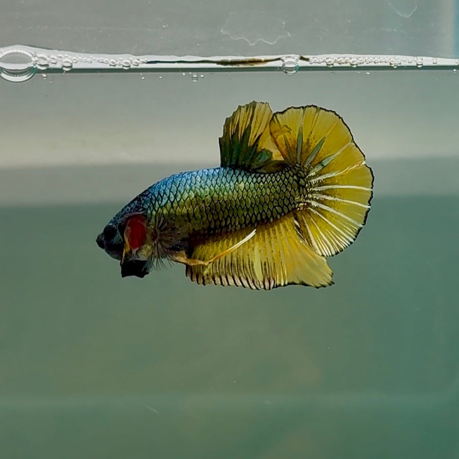 Plakat Black Copper Yellow Male Betta #Se28 Male betta