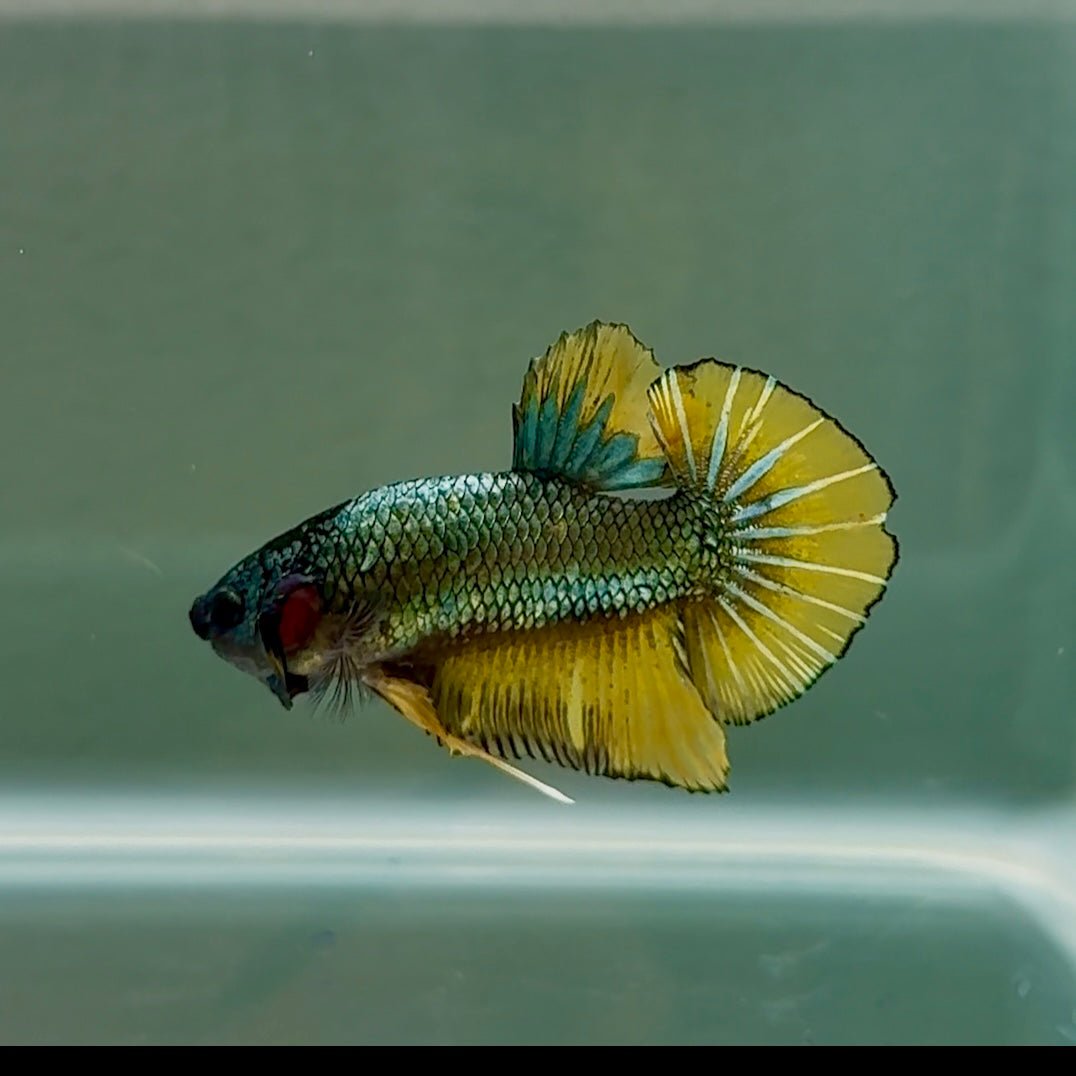 Plakat Black Copper Yellow Male Betta #Se28
