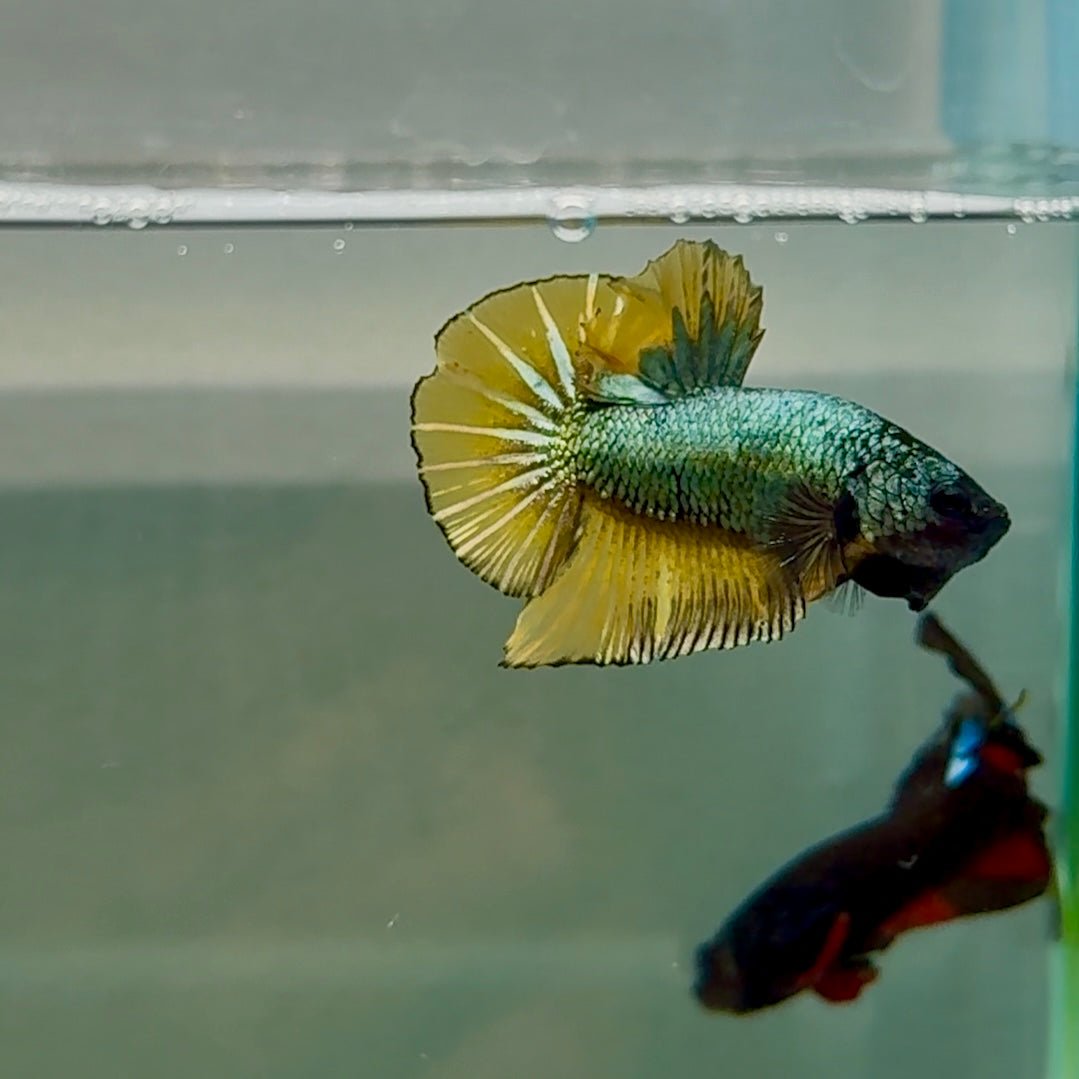Plakat Black Copper Yellow Male Betta #Se28