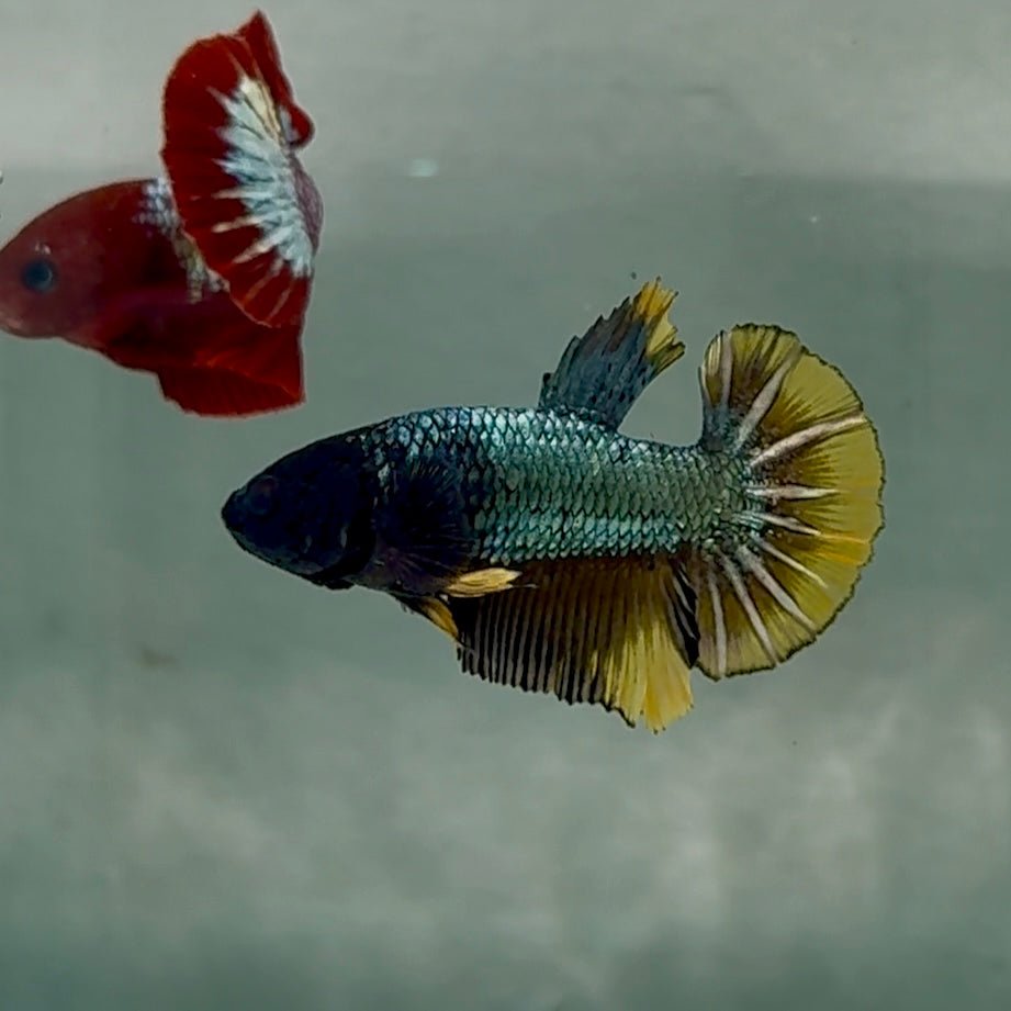 Plakat Black Copper Yellow Male Betta #Se32