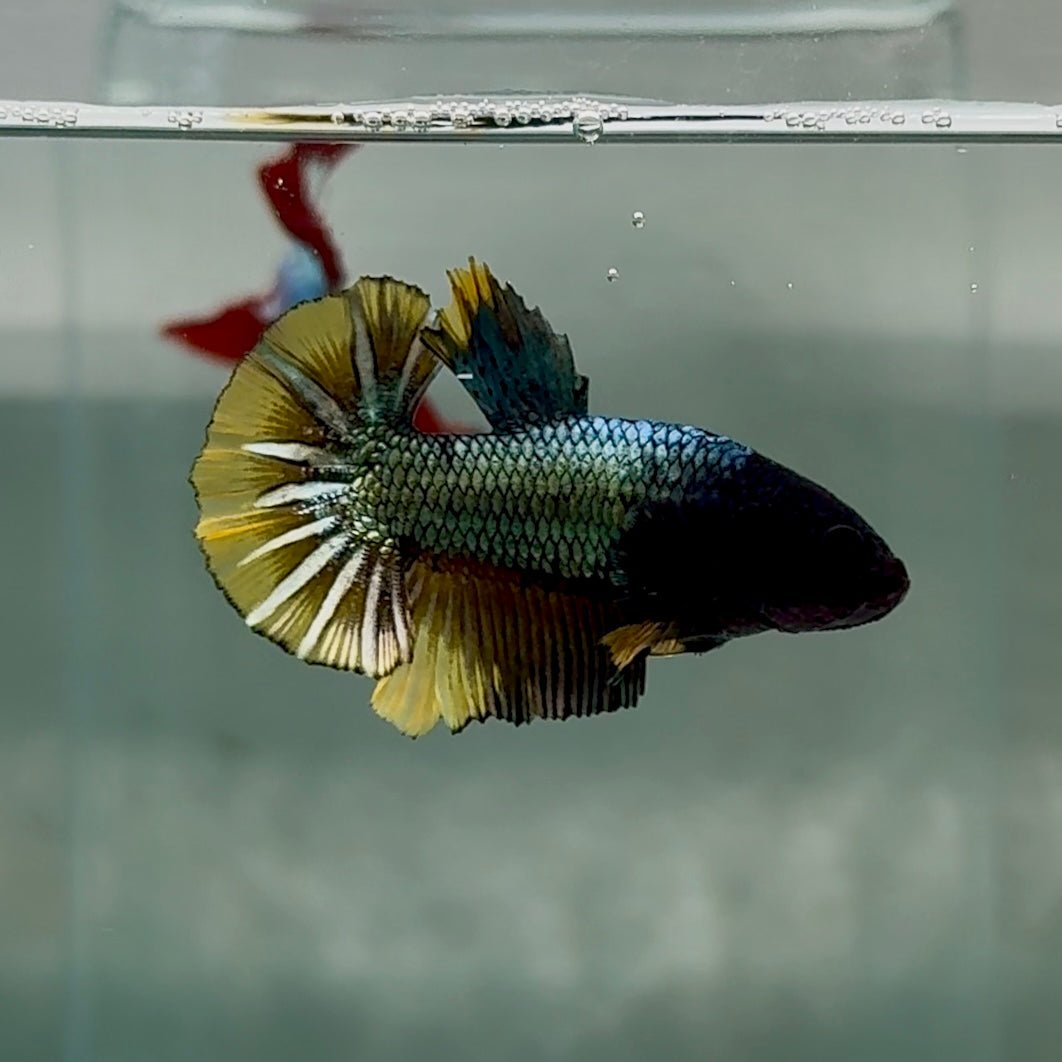 Plakat Black Copper Yellow Male Betta #Se32