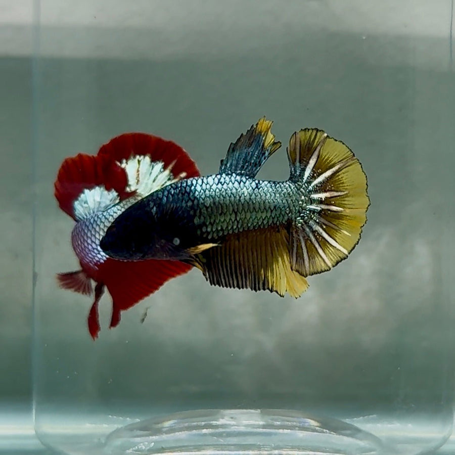 Plakat Black Copper Yellow Male Betta #Se32 Live Betta Fish Male betta