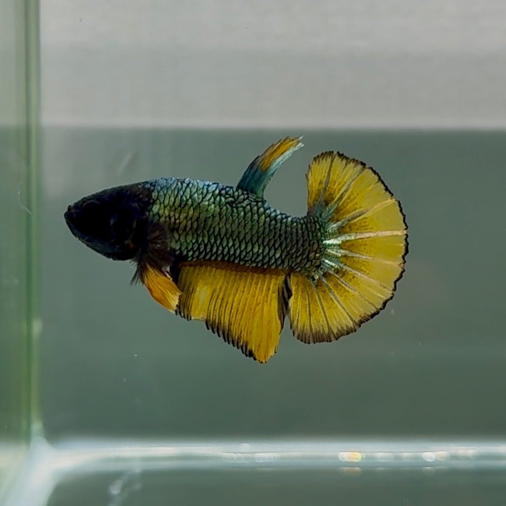 Plakat Black Copper Yellow Shark Fins Male Betta #Se27