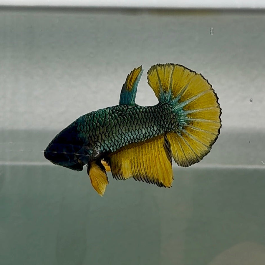Plakat Black Copper Yellow Shark Fins Male Betta #Se27 Male betta