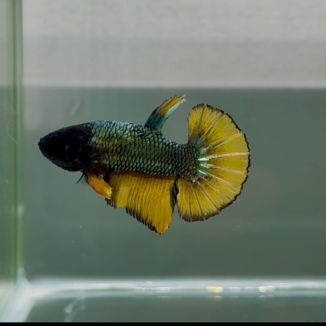 Plakat Black Copper Yellow Shark Fins Male Betta #Se27