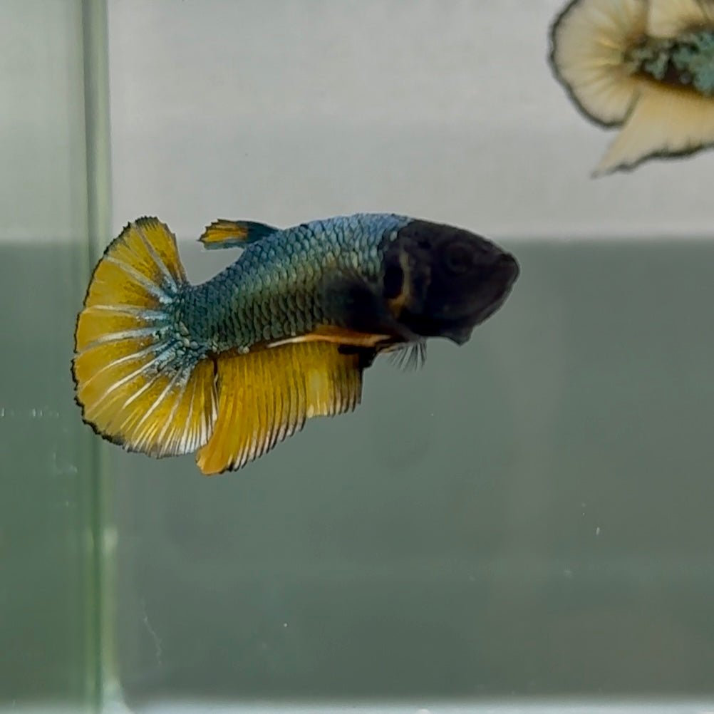 Plakat Black Copper Yellow Shark Fins Male Betta #Se27