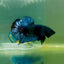 Plakat Black Grey Male Betta A222
