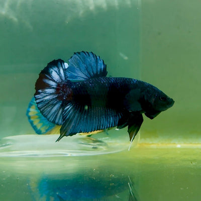 Plakat Black Grey Male Betta A222