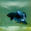 Plakat Black Grey Male Betta A222