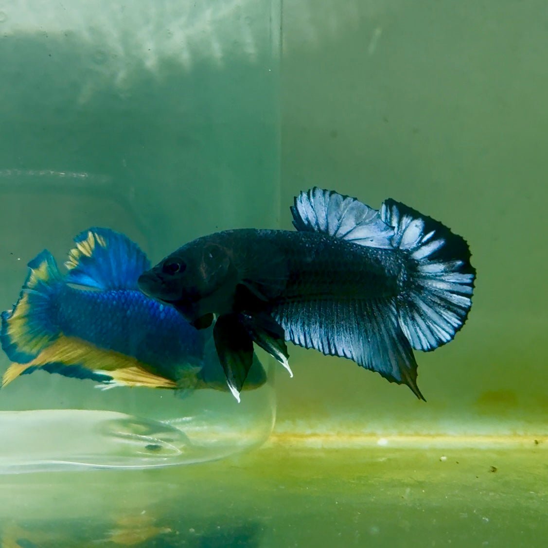 Plakat Black Grey Male Betta A222