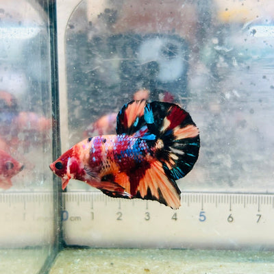 Plakat Black Koi Nemo Male Betta S66 Live Betta Fish Male betta