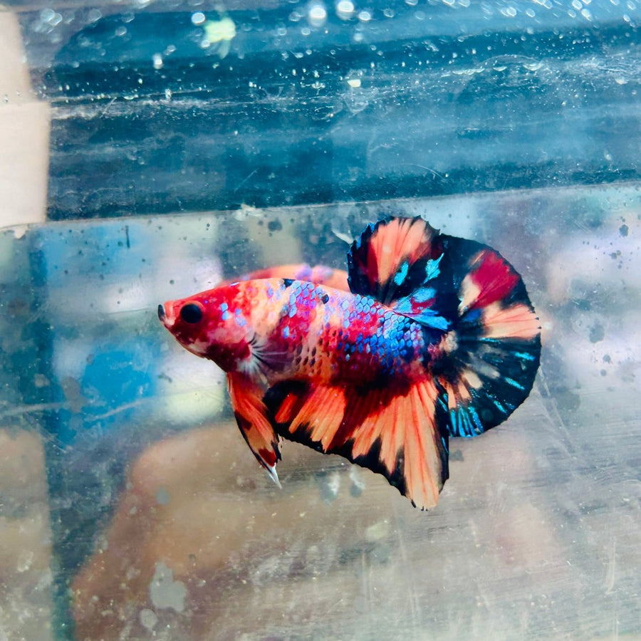 Plakat Black Koi Nemo Male Betta S66 Live Betta Fish Male betta